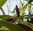 /album/fotogalerie/dendrobium-ceraula-jpg/